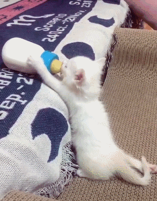 想把小奶猫安利给全世界