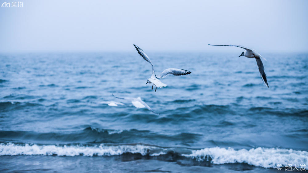 摄影师镜头下的《大海与海鸥》,这个照片的色调太棒了