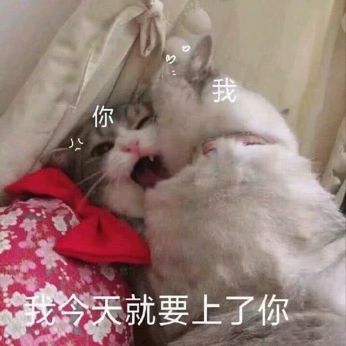 猫咪表情包:这里有一位不愿意透露姓名的小猫咪