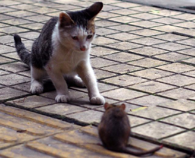 吃猫粮的猫不抓老鼠_猫抓老鼠是_猫抓老鼠吗