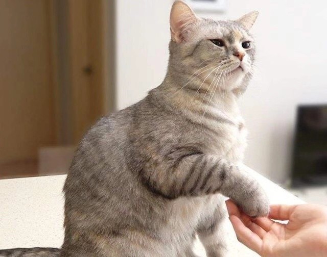 你以为你在养猫,其实猫咪会照顾你,盘点照顾主