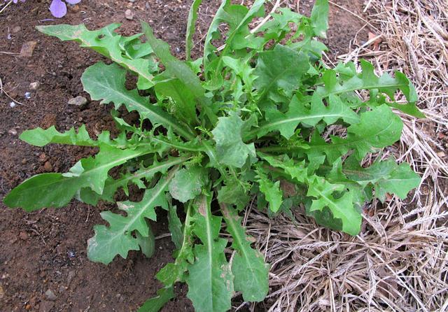 苦麻菜 苦麻菜是一种药用食用兼具的无毒野生植物,它是早春的野菜,苦