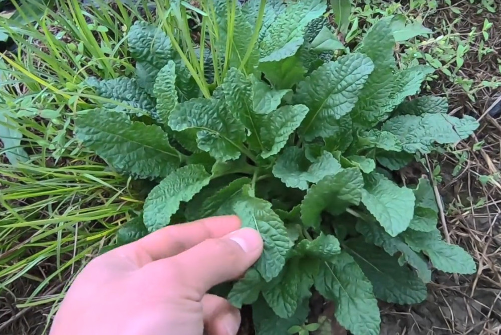 菜地摘菜偶遇一种野草,叶子像蟾蜍的皮,具有着清热解毒功效