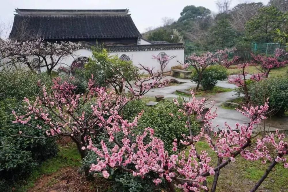 3月,苏州太湖园博园将迎来樱花节,满树春光烂漫,春风轻拂,落樱飞舞