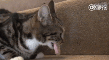 也难怪,猫咪长得那么小 却集合了各种