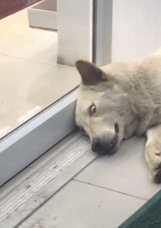 狗狗睡在门边,不料门一拉过来,狗子的表情立马绝了!