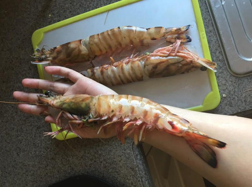 湄公河大虾"泛滥成灾",一天可钓10多斤,一只比手臂还粗