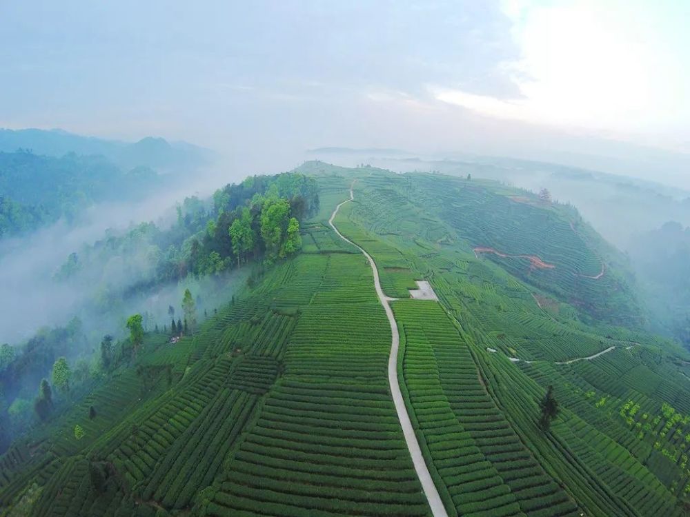 杨万里与蒙顶山茶