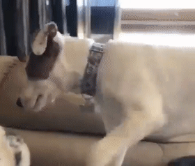 猫跟狗独自相处,男子放心不下,出来后看到狗咬猫头,吓