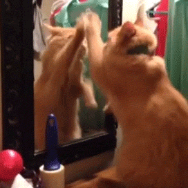 猫咪其实并不知道自己是猫,那当猫咪照镜子时,看到的