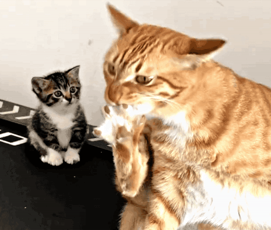 据了解,家里人从橘猫长大后经常做出一些沙雕动作的吃惊,到后来的