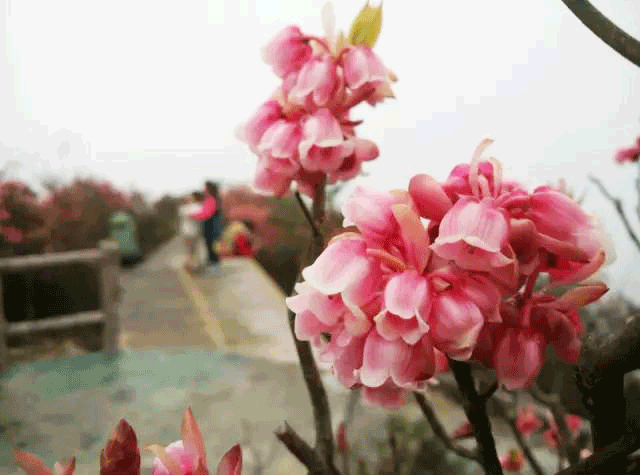 赏花时间:3月初至中旬 花种:灯笼花 赏花地点:大明山风景区内灯笼