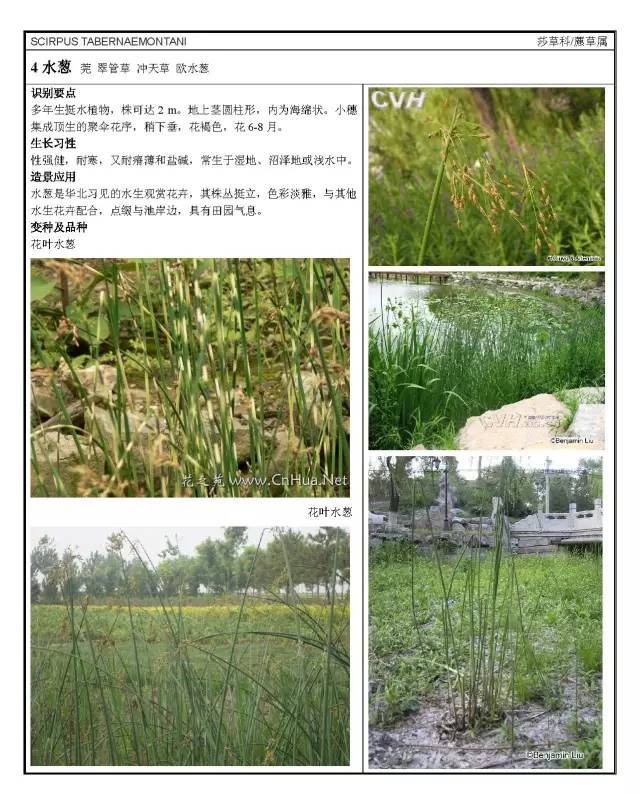 16种·园林常用水生植物分类