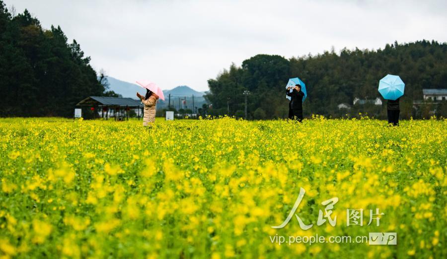 新余,渝水区,油菜花,江西,下保村