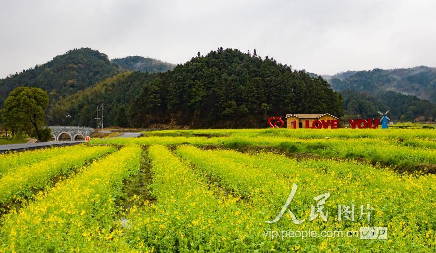 新余,渝水区,油菜花,江西,下保村