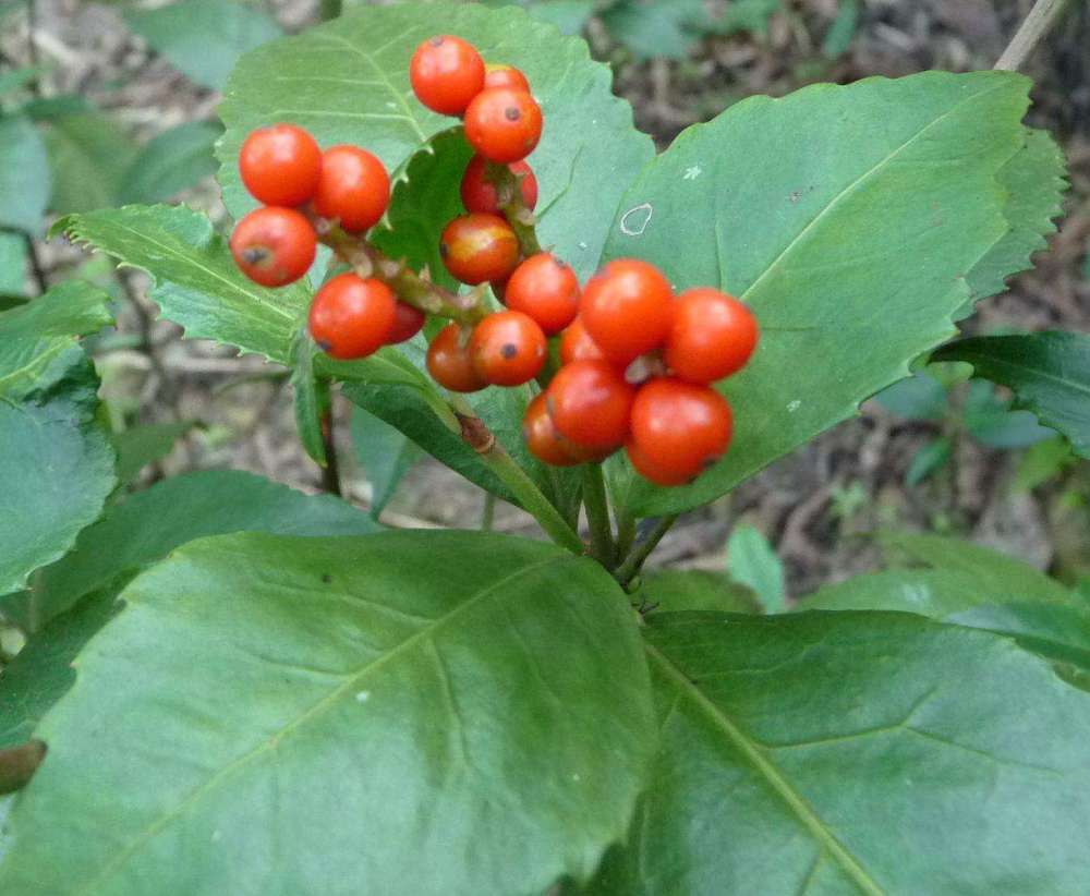 草珊瑚是什么植物,草珊瑚有什么用途?