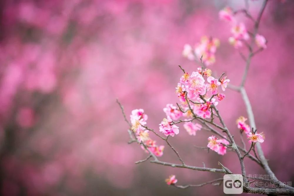 刷爆抖音微博的樱花圣地,居然就在主城!花瓣漫天飞舞