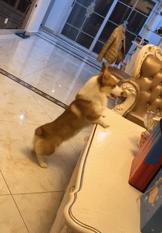 小柯基要爬上桌子,无奈腿短是硬伤,网友:体操小王子?