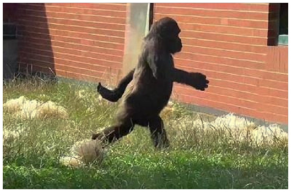 这只猩猩走路很"社会",很多人怀疑它是人类假扮的,摆臂太潇洒