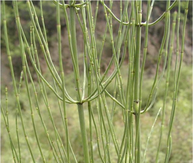 节节草有哪些功效?