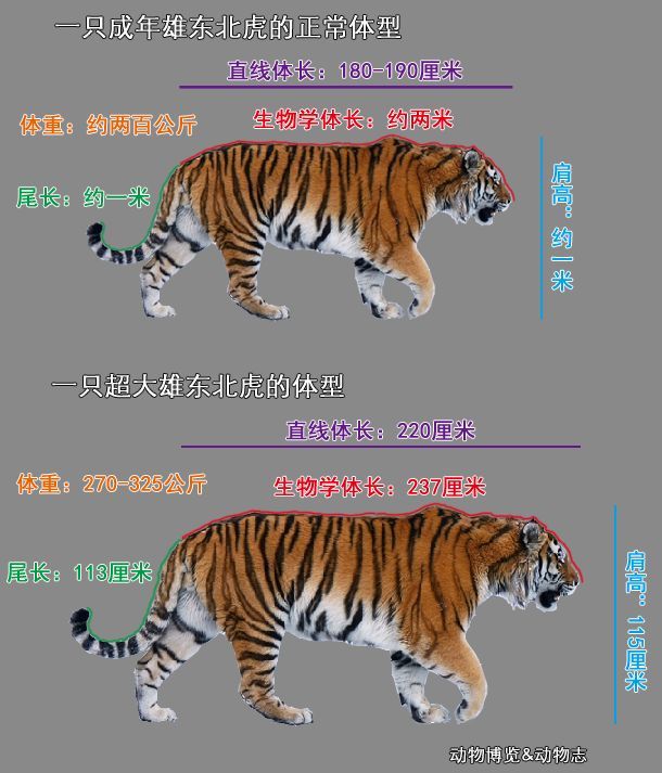 号称"第一大猫"的东北虎真的有平均300千克吗?