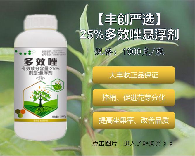 想促进芒果开花,还要保花保果?你该用上这2个方案了