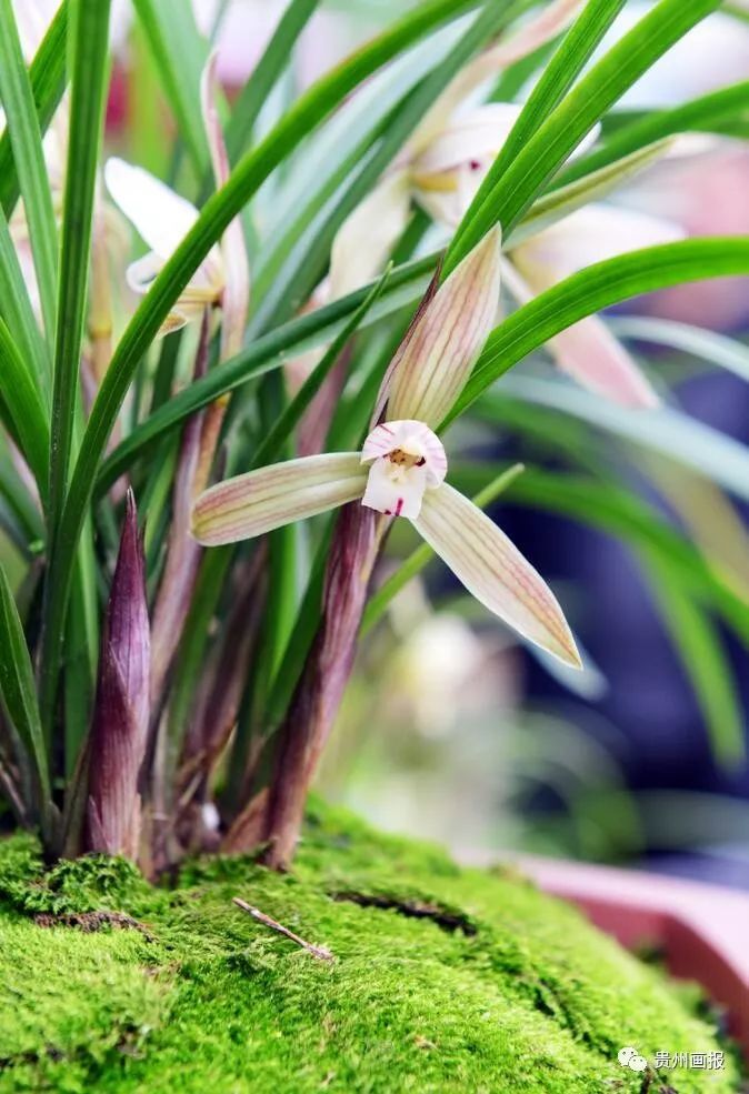 又见兰花开,最清雅的诗句,你总要会几句