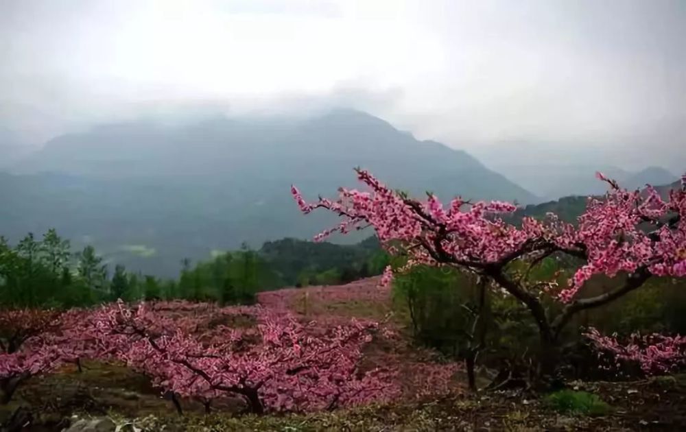 四川的春天是 梅花.