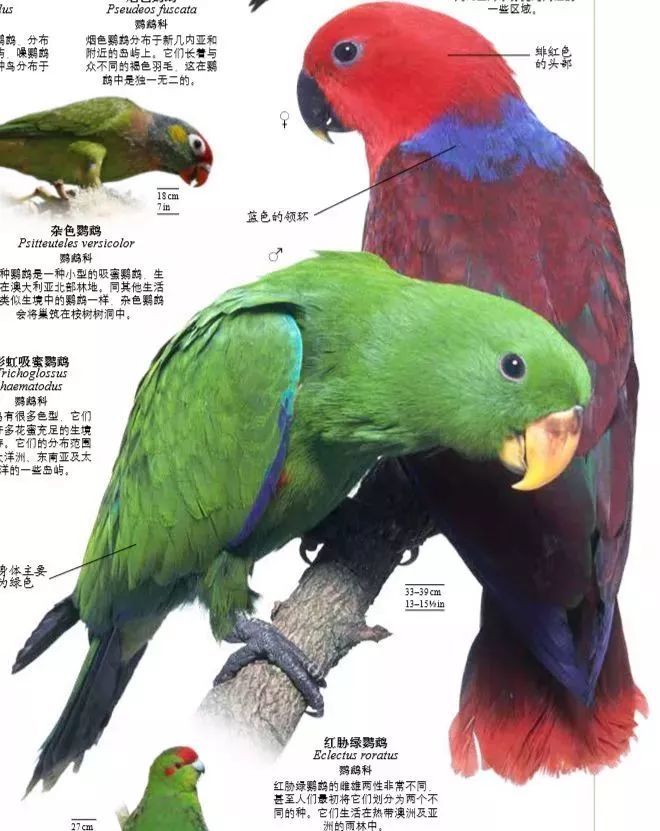 在书里也有标注,比如鸟类中的红胁绿鹦鹉,雄性身体主要为绿色,而雌性
