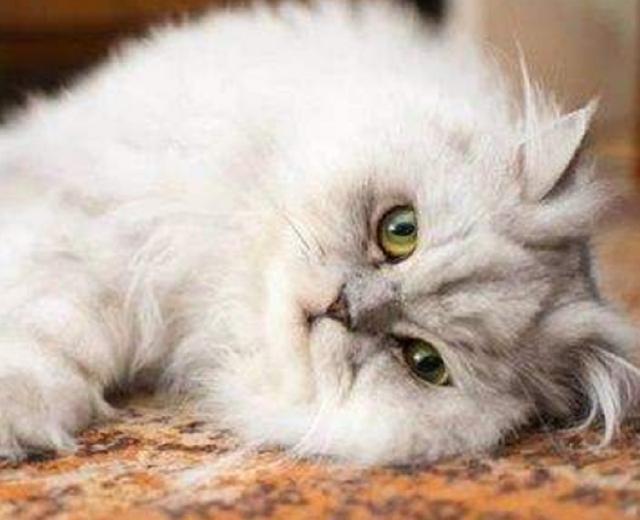 猫咪老是掉毛的原因 你都知道几个 先告诉你其中5个原因 看点快报