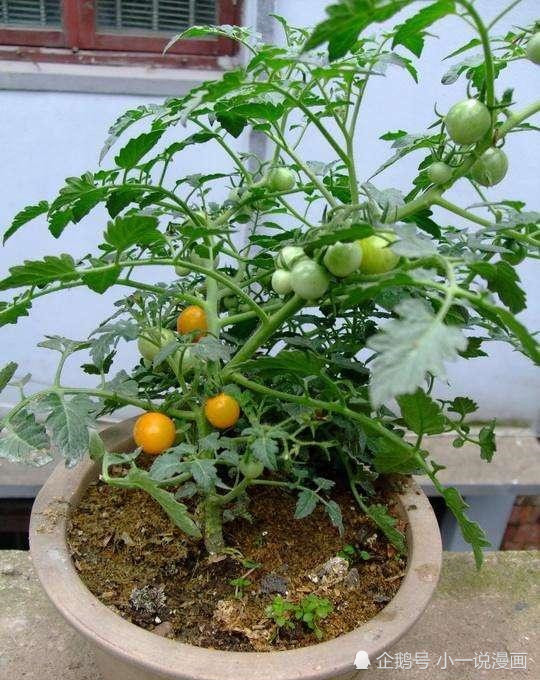 阳台盆栽西红柿,只要60天,枝子挂满红果果,酸爽,好吃