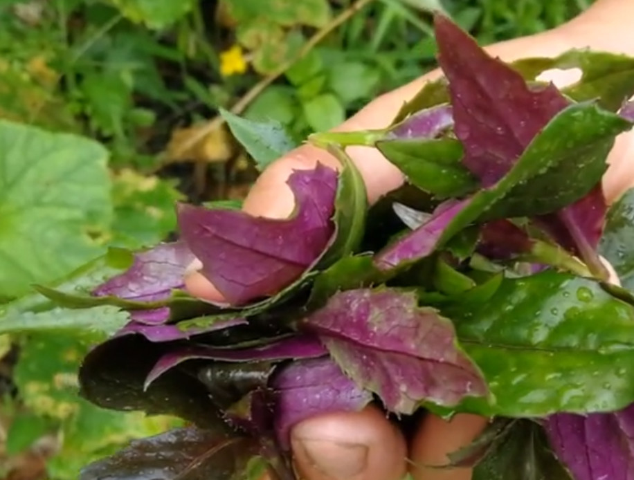 野菜,清炒,叶子,紫背菜,蕨菜