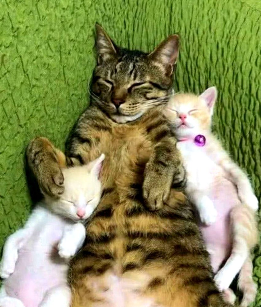 主人带回两只小猫,家猫对它们的态度让人意外,大度的不像样子