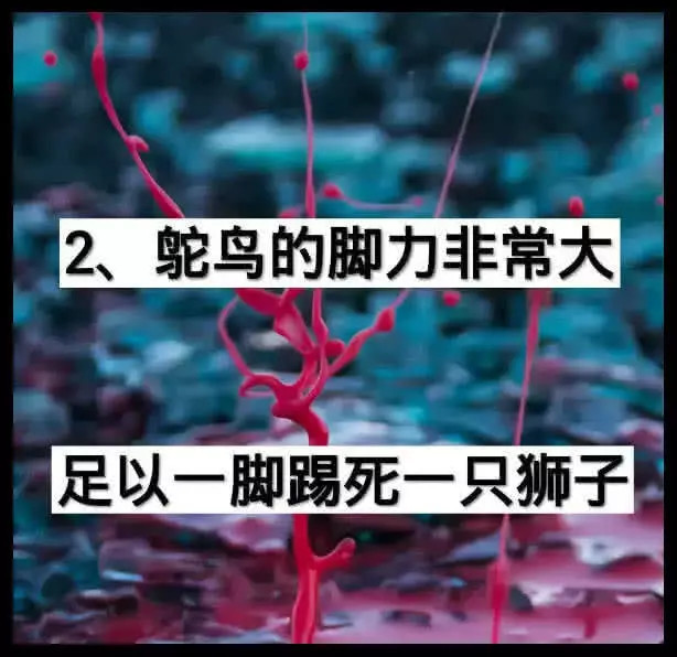 惊掉下巴冷知识:鸵鸟一脚足以踢死一只狮子,狗狗吃海带容易死亡
