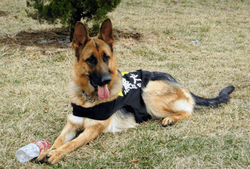 一只退役军犬老德牧,被领养后畏畏缩缩不敢进家门,表情让人心疼