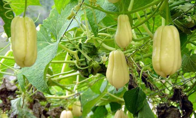农村有一种野生植物人称 心脏的保护神 产量高且营养丰富 看点快报