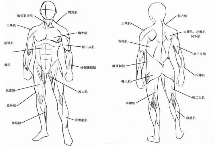 画头发其实没有想象中那么难呀 画肌肉 人体形态的线条与身体肌肉的