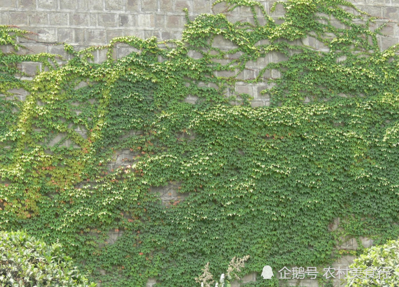 小优,爬山虎,草药,农田,植物