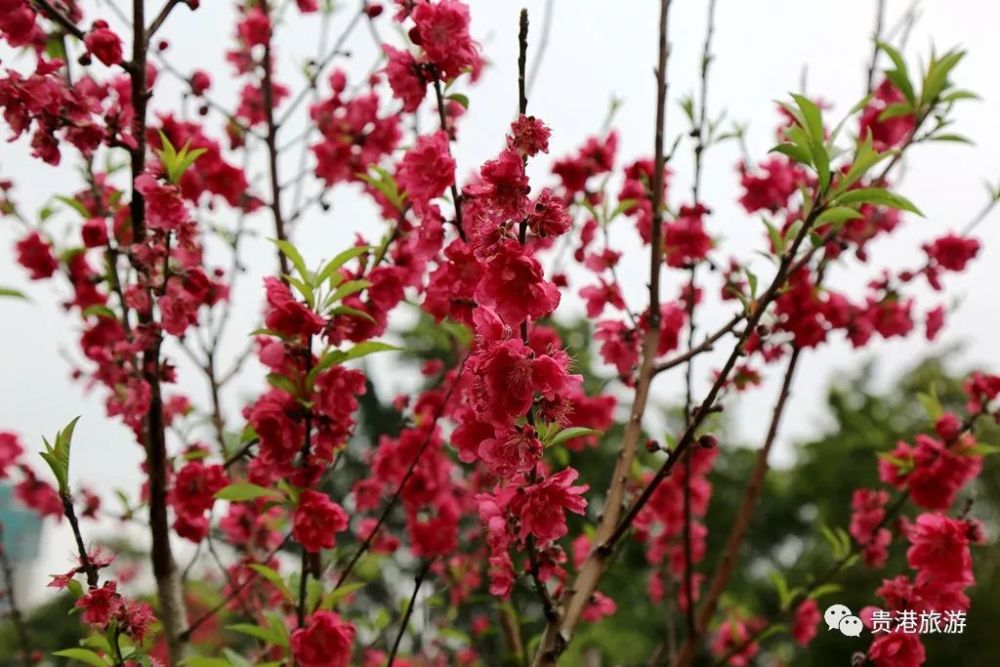 贵港的花海美如仙境,最美春天都在这里了