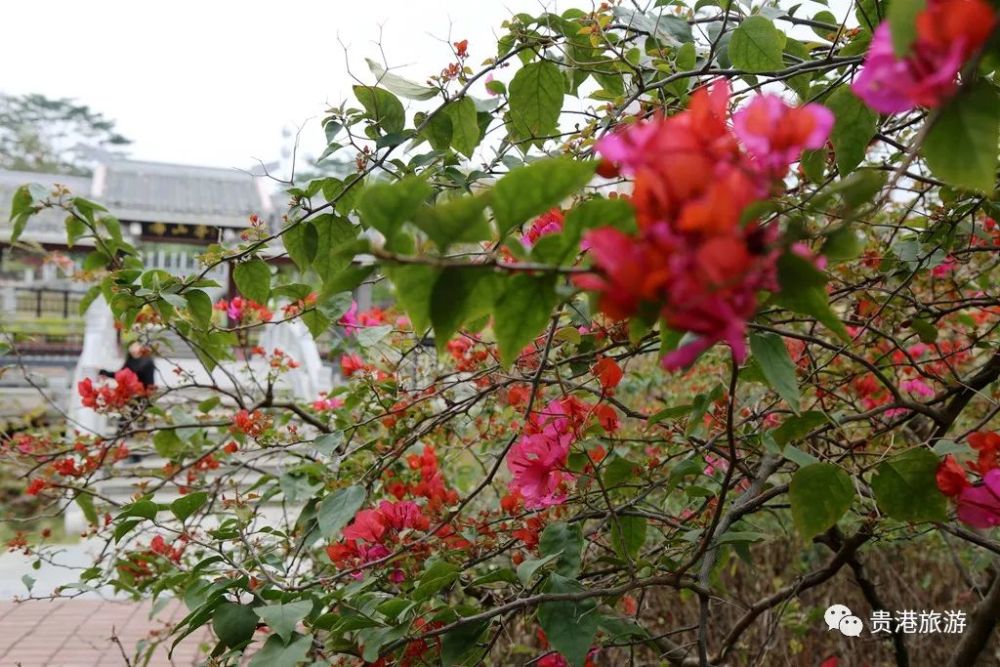 贵港的花海美如仙境,最美春天都在这里了