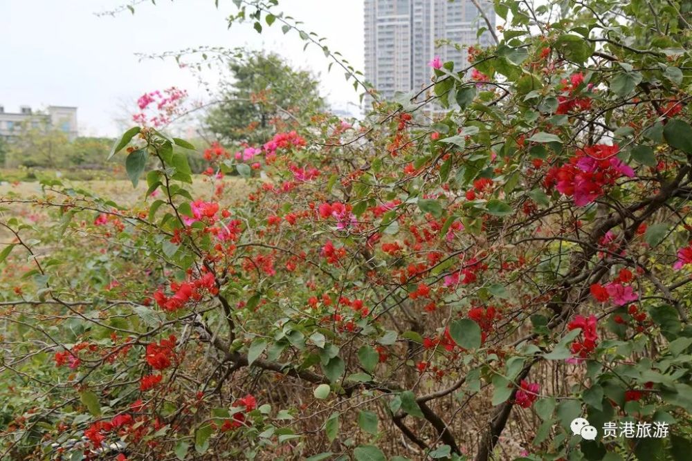 贵港的花海美如仙境,最美春天都在这里了