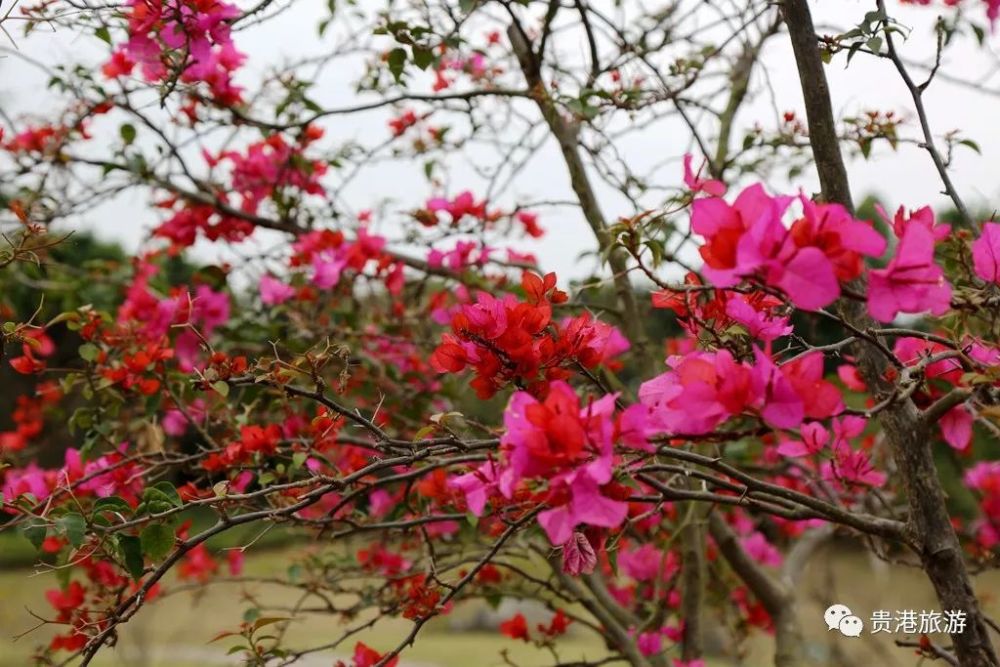 贵港的花海美如仙境,最美春天都在这里了