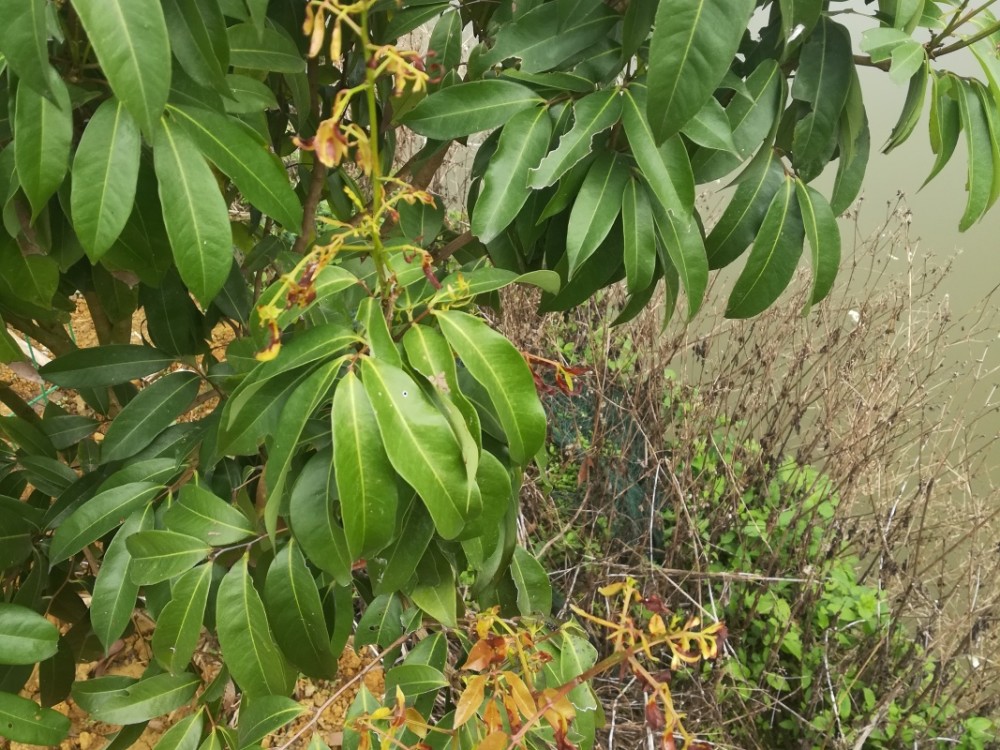 荔枝树新芽刚长出就死掉了?快看看专家怎么说