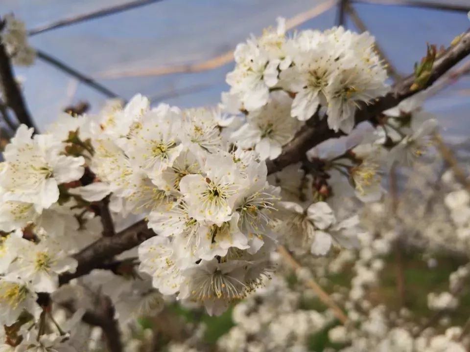 蒲江樱桃山万亩樱桃花盛开,"我为樱桃代言活动",等你来参与!