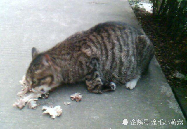 怀孕母猫一直在地上爬,原以为是肚子大走不动,蹲下来一看泪目了