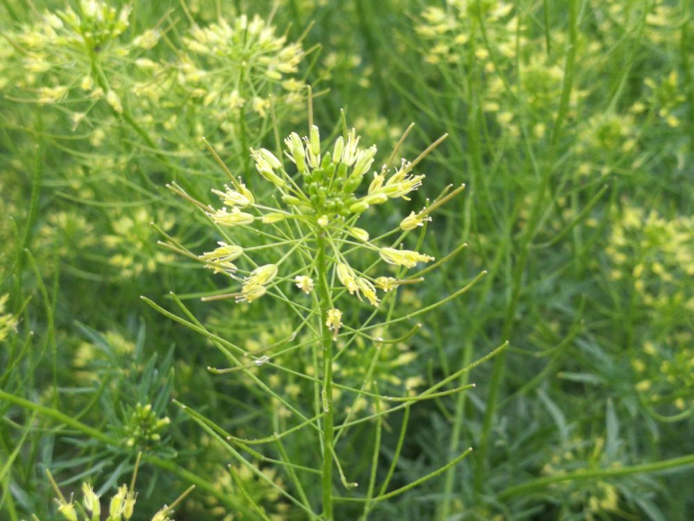 米米蒿,麦蒿,播娘蒿,抱娘蒿,野菜籽榨油