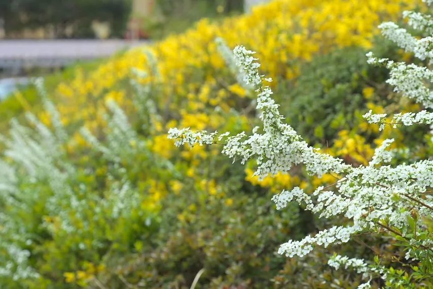 3月"喷雪花"花期将至,不要错过这一年一度的"春日雪景