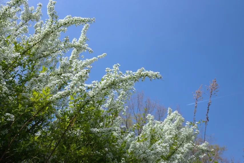 3月"喷雪花"花期将至,不要错过这一年一度的"春日雪景