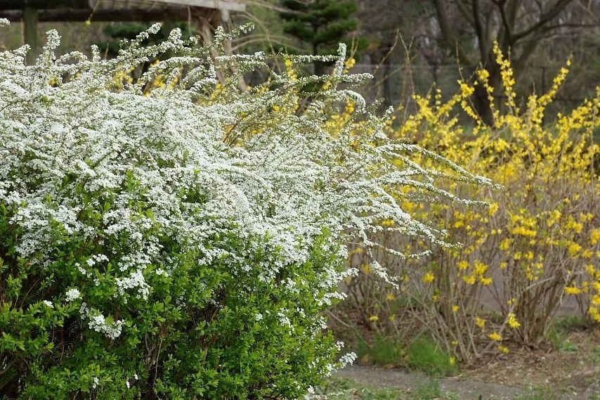 3月"喷雪花"花期将至,不要错过这一年一度的"春日雪景