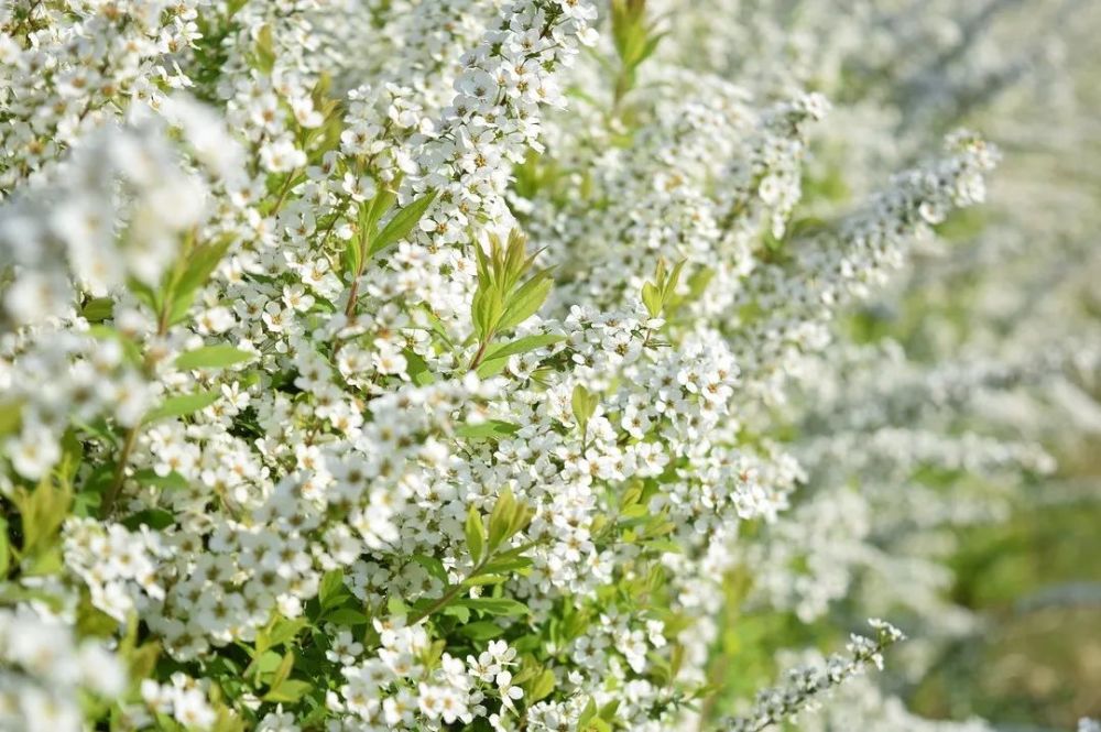3月"喷雪花"花期将至,不要错过这一年一度的"春日雪景